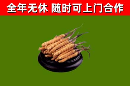 西安区回收冬虫夏草