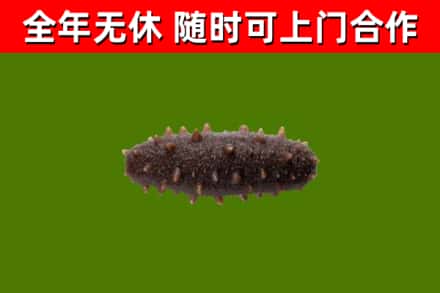 西安区回收海参干
